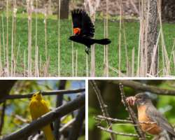 You can also see animals like Chickadees and owls in the garden.